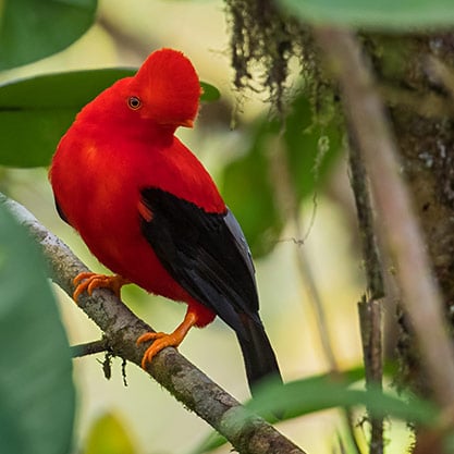 Uncovering the Cloud Forest Treasures