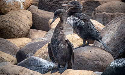 Flightless Cormorant