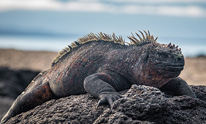 Marine Iguana