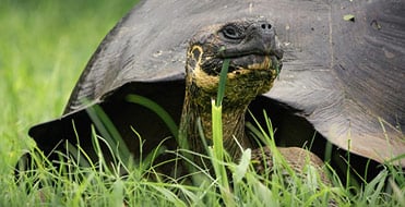 Galapagos Wildlife Guide